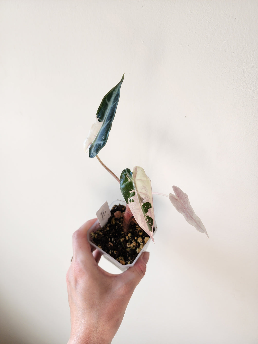 Alocasia Bambino Variegated - B