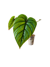 Load image into Gallery viewer, Philodendron Columbia sp.
