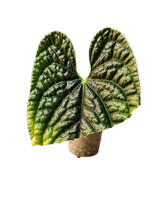 Load image into Gallery viewer, Anthurium Luxurians
