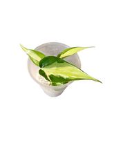 Load image into Gallery viewer, Philodendron Silver Stripe
