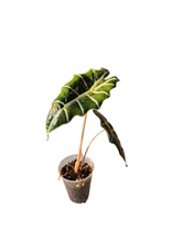 Load image into Gallery viewer, Alocasia Amazonica &#39;Purply&#39;
