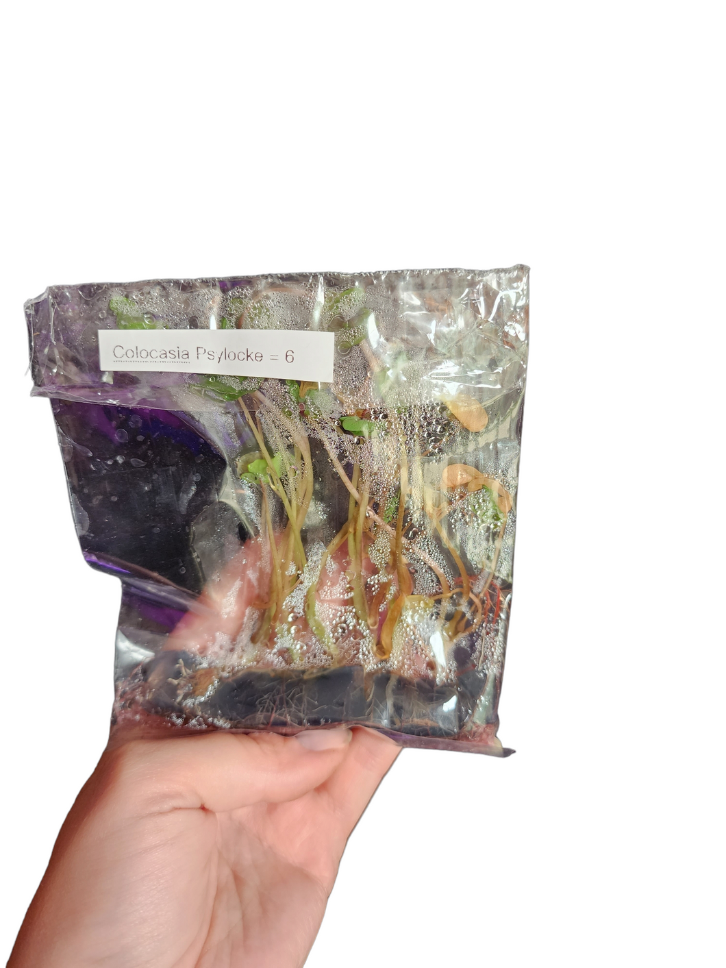 Colocasia Psylocke - Tissue Culture
