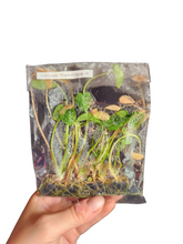 Load image into Gallery viewer, Colocasia Pharoahs Mask - Tissue Culture

