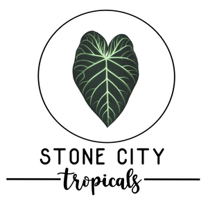 Stonecitytropicals