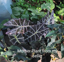 Load image into Gallery viewer, Alocasia Amazonica &#39;Purply&#39;
