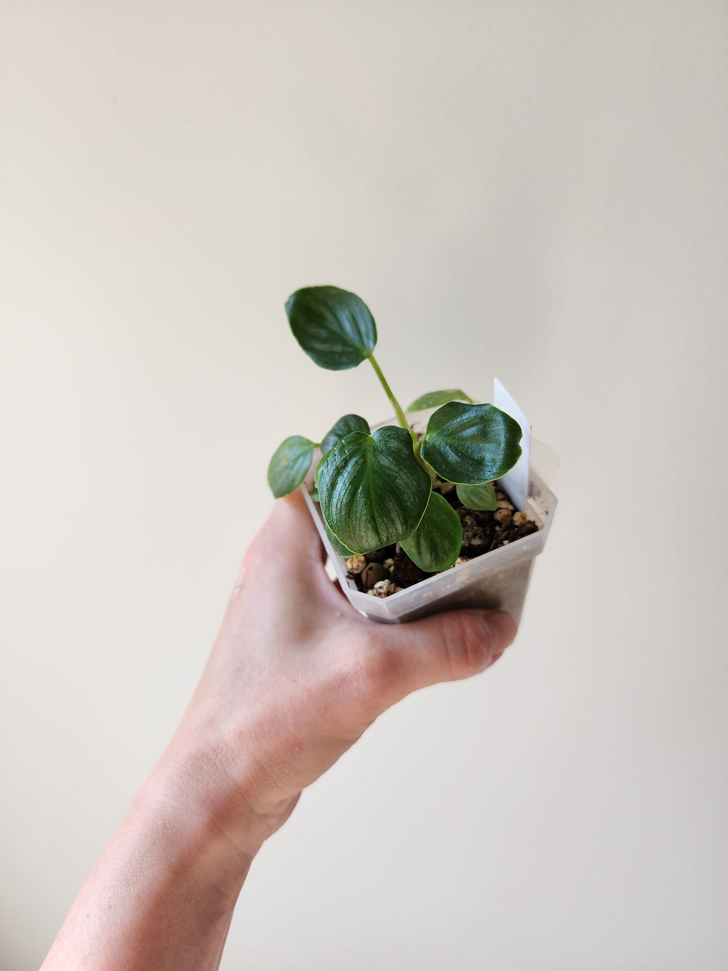 Philodendron Pastazanum Silver