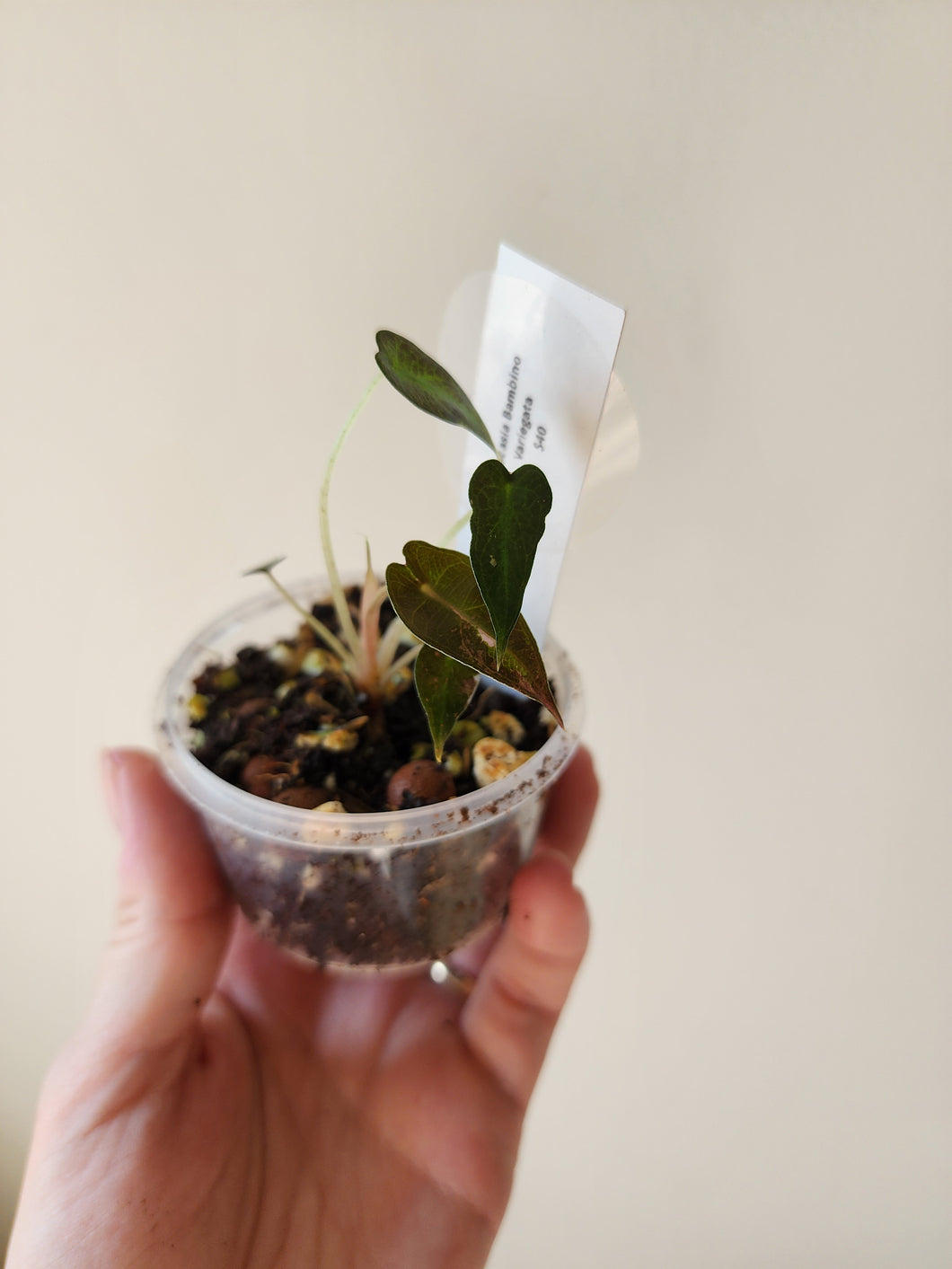 Alocasia Bambino Variegated - O