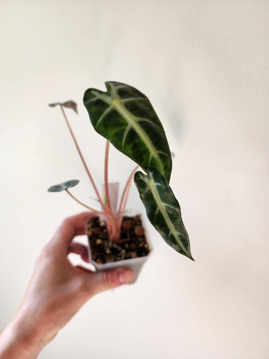 Alocasia Bambino Variegated - K