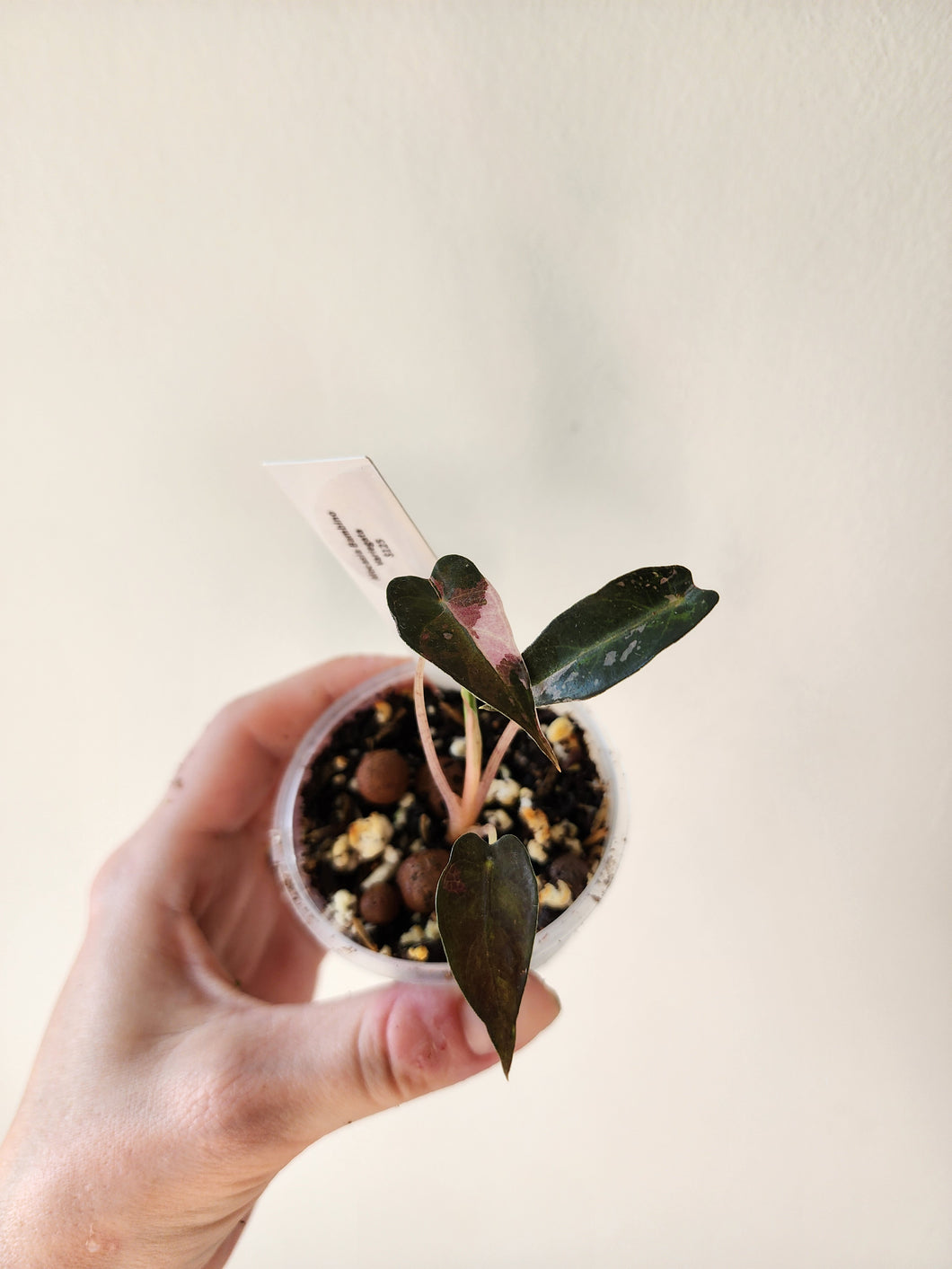 Alocasia Bambino Variegated - F