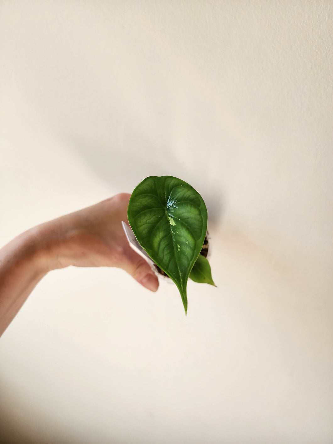 Alocasia Dragon Scale Variegated - I