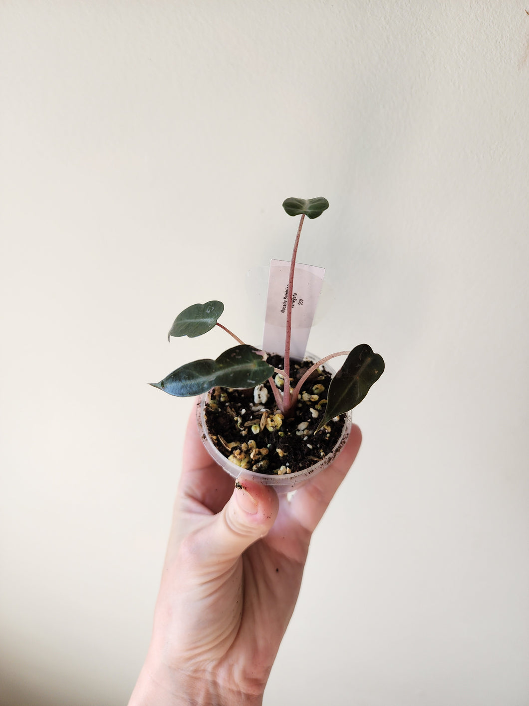 Alocasia Bambino Variegated - M