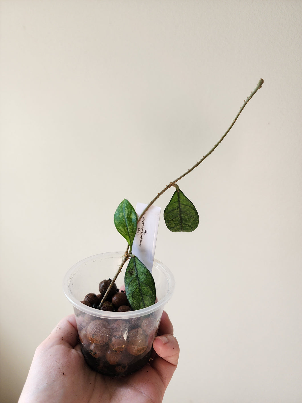 Hoya Crassiopetiolata Splash