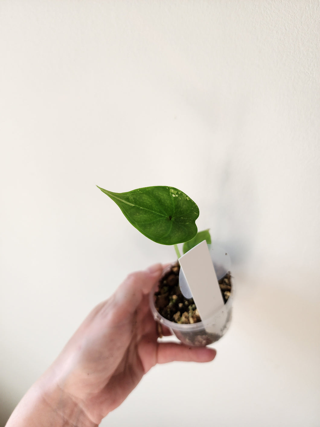 Alocasia Dragon Scale Variegated - J