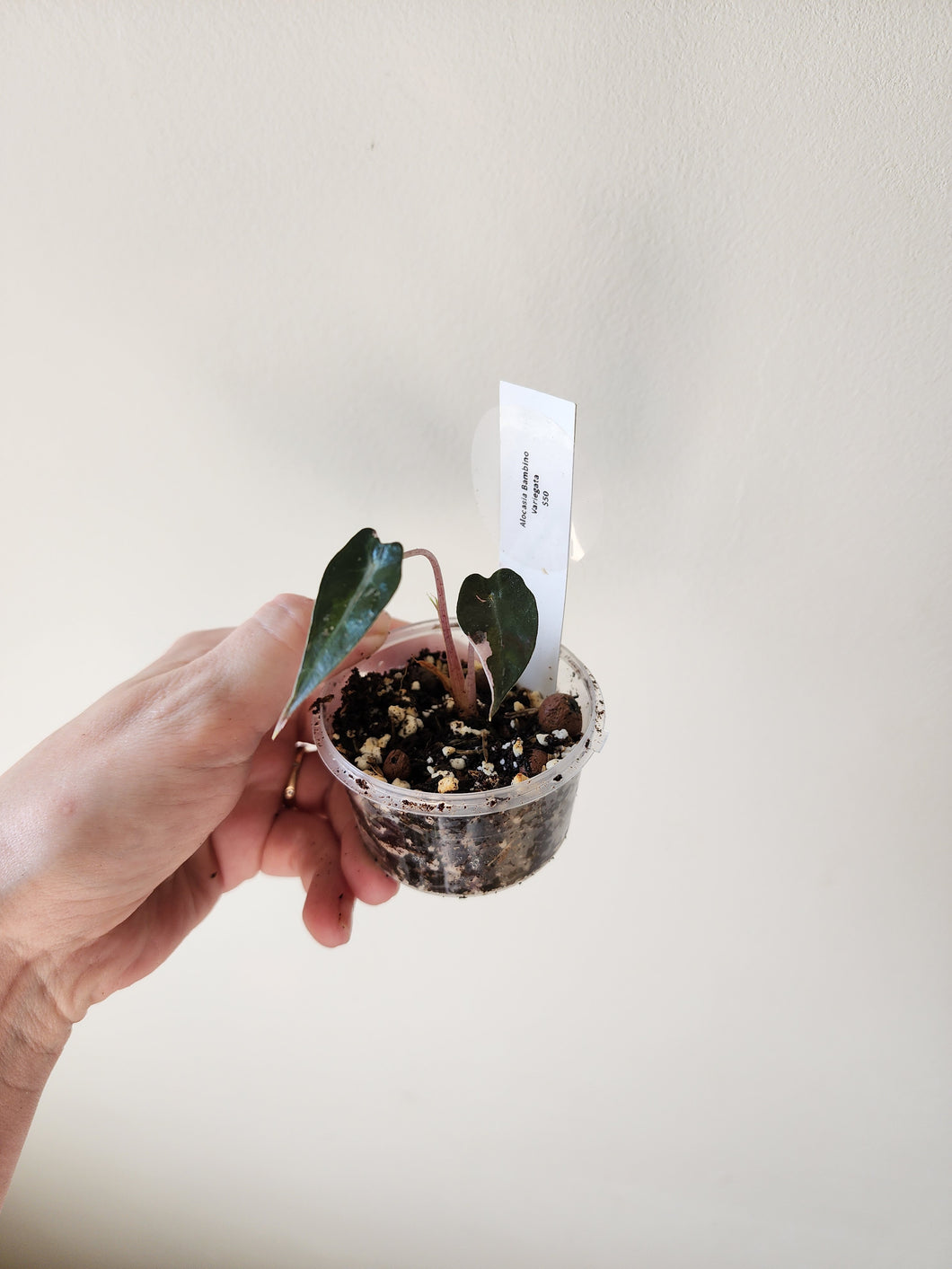 Alocasia Bambino Variegated - L