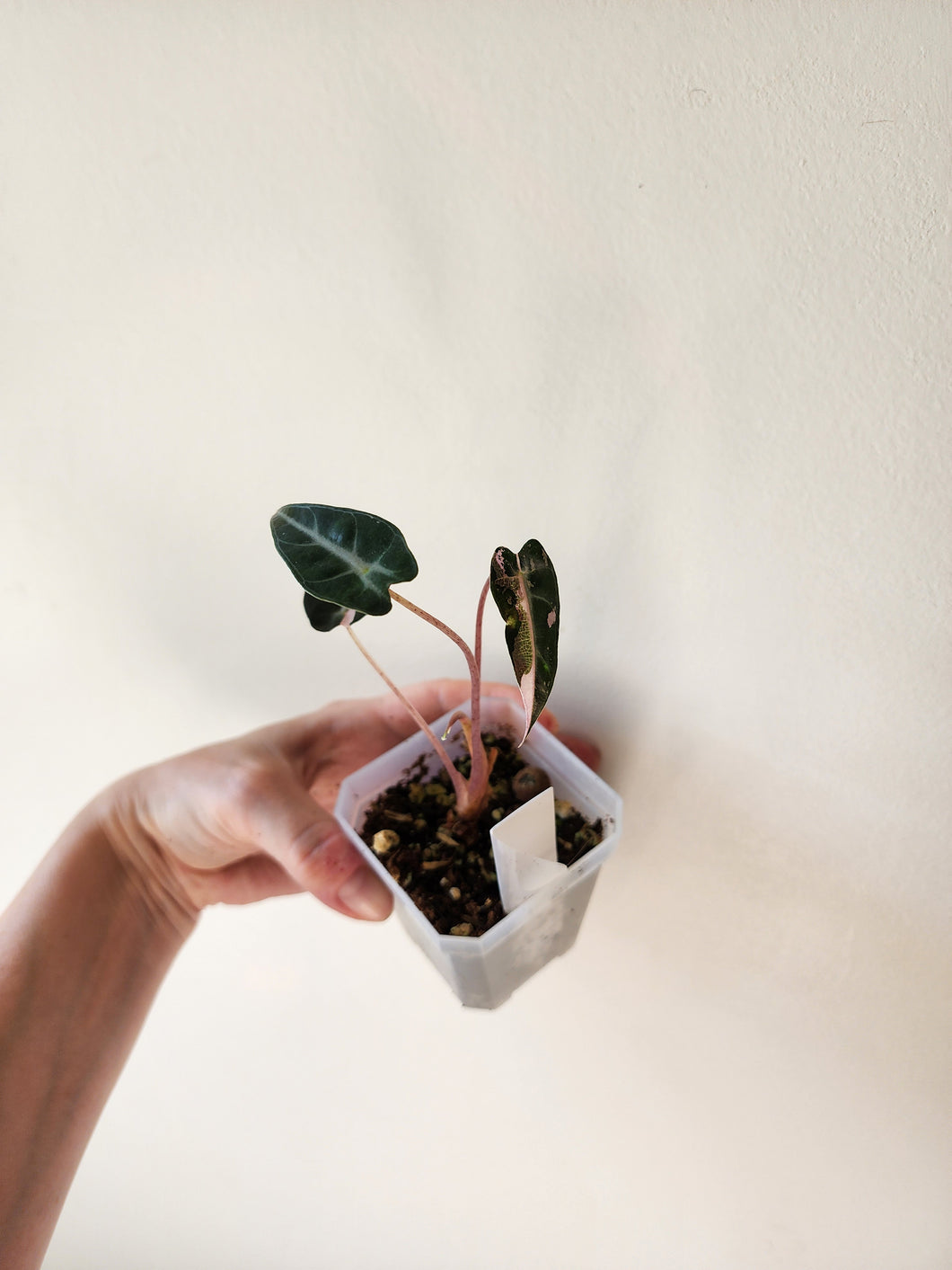 Alocasia Bambino Variegated - E