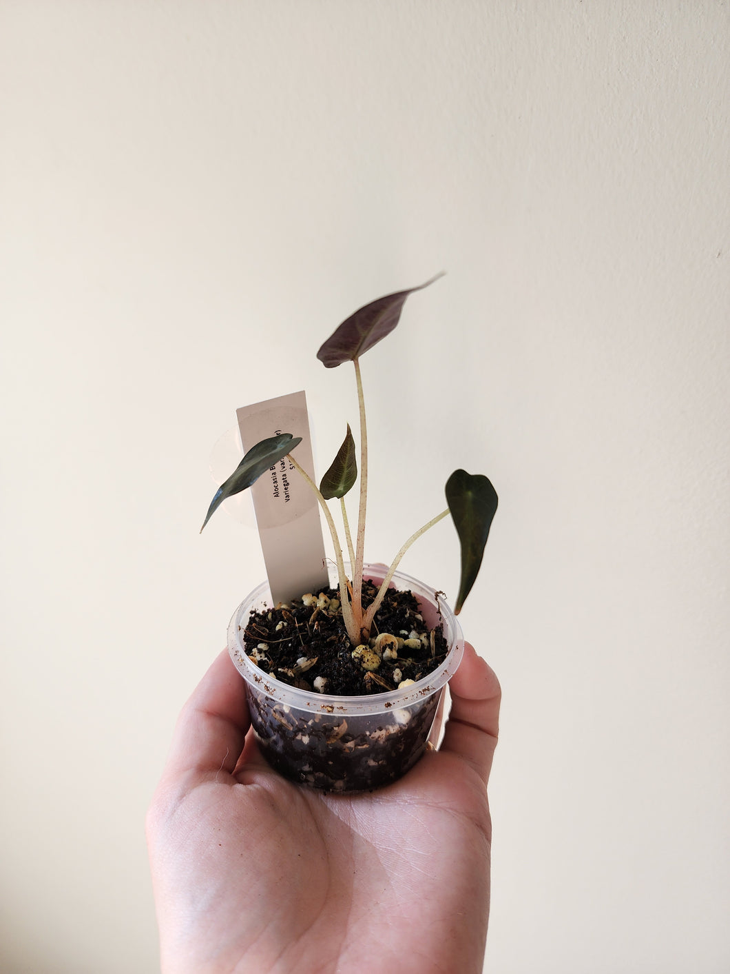 Alocasia Bambino (Var. Mother)