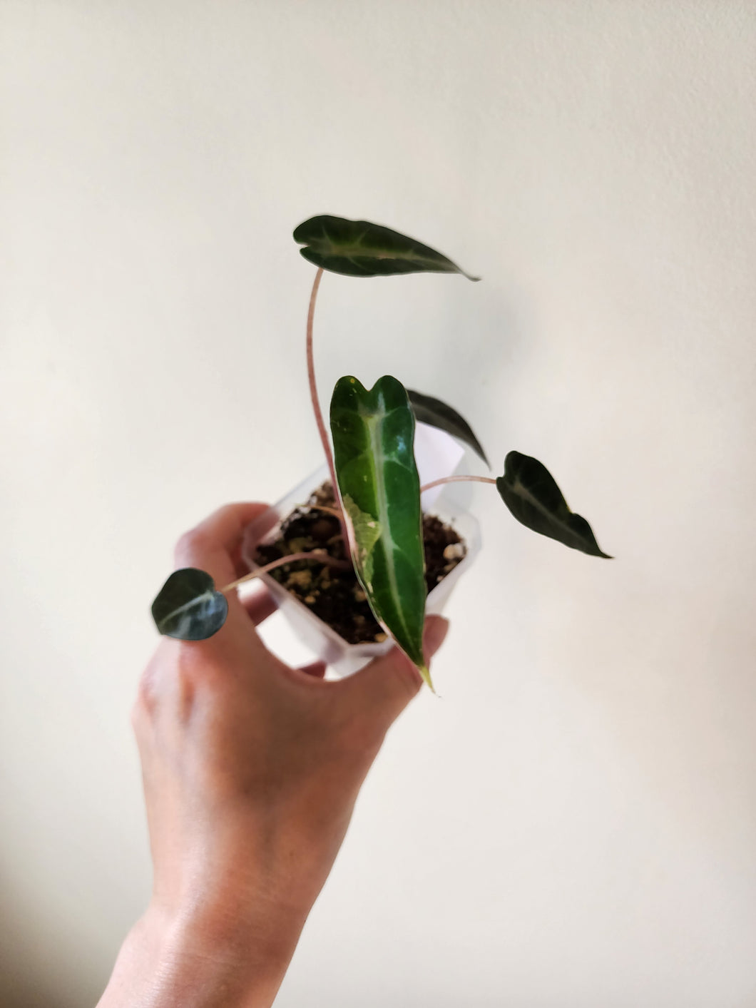 Alocasia Bambino Variegated - H