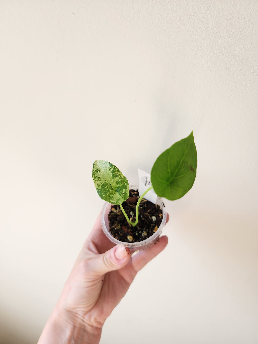 Alocasia Dragon Scale Variegated - D