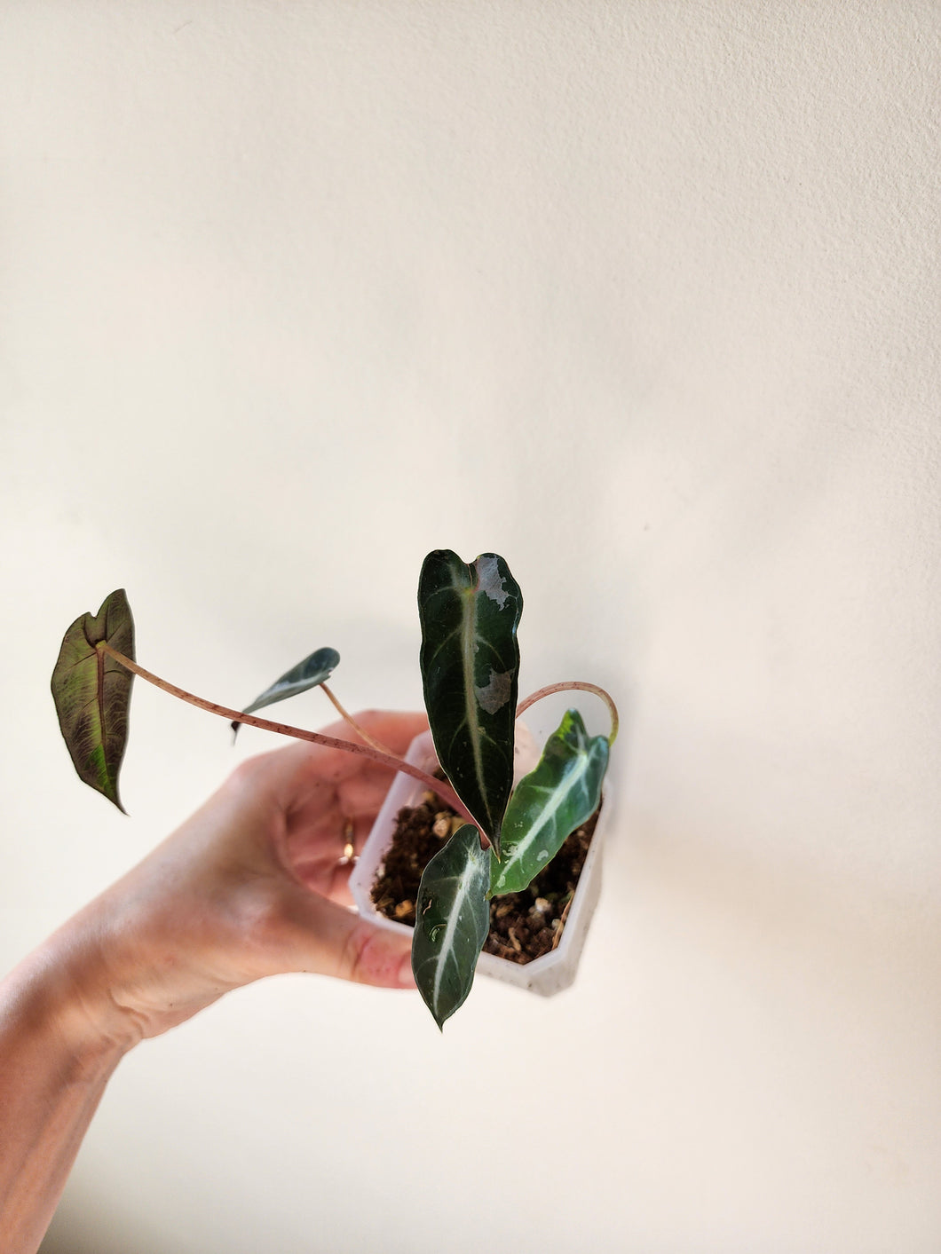 Alocasia Bambino Variegated - J