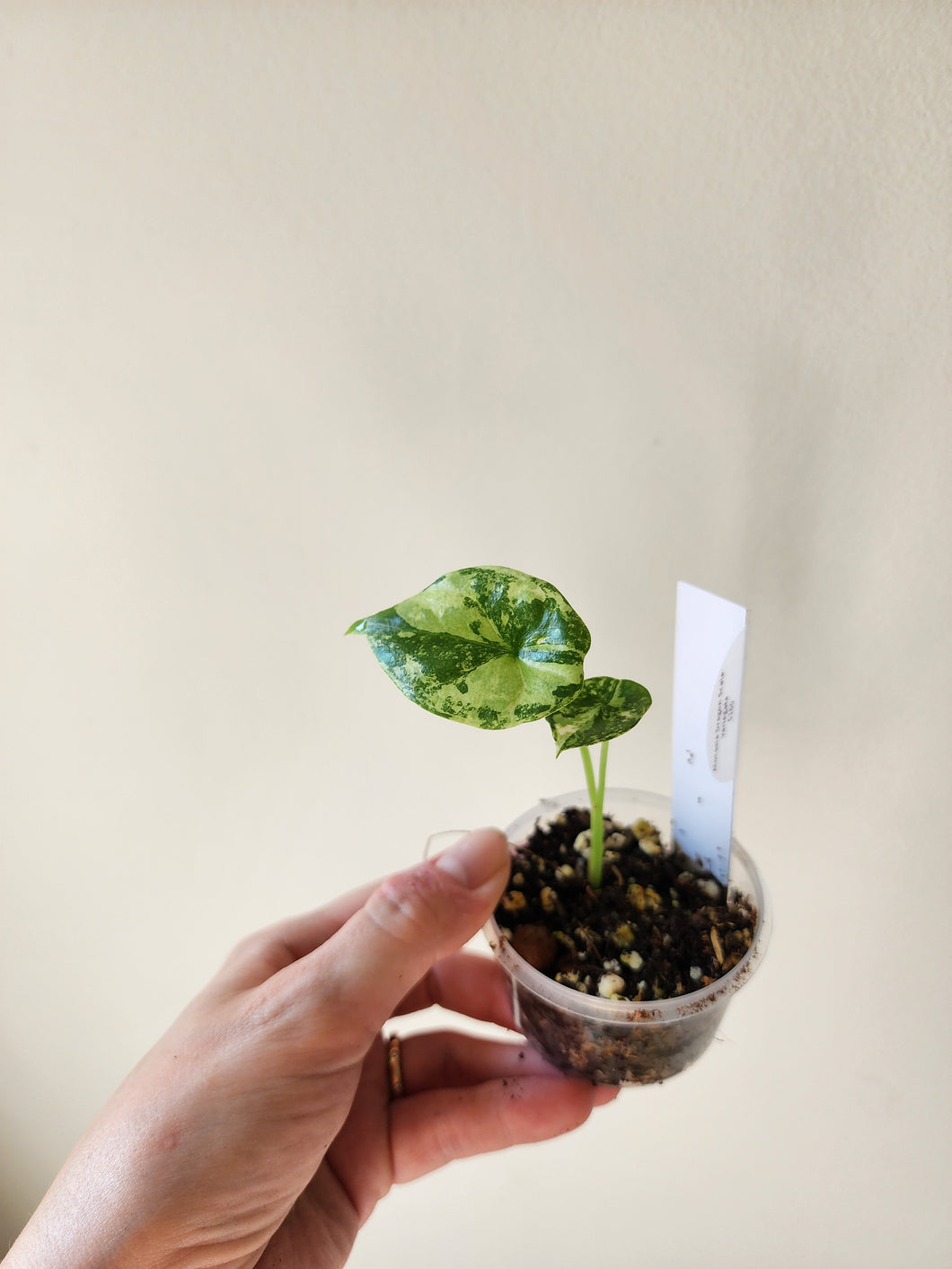 Alocasia Dragon Scale Variegated - B