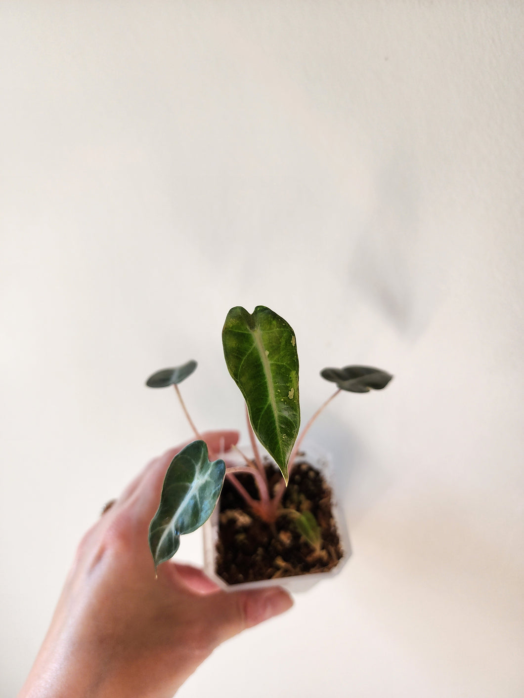 Alocasia Bambino Variegated - I