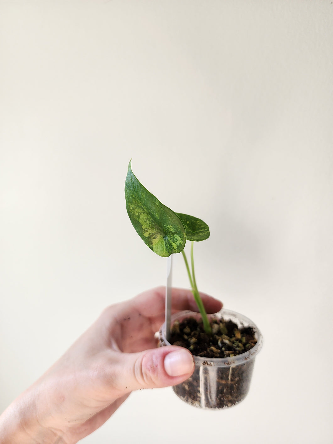 Alocasia Dragon Scale Variegated - G