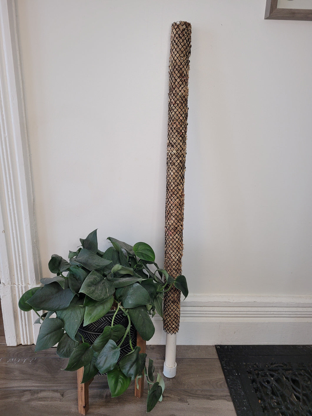 MADE TO ORDER - Regular Sphagnum Moss Pole