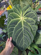 Load image into Gallery viewer, Anthurium FTBG x Bat Boy Seedling
