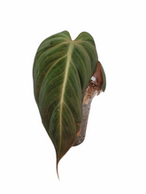 Load image into Gallery viewer, Philodendron El Choco Red
