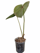 Load image into Gallery viewer, Philodendron Pastazanum Silver
