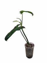 Load image into Gallery viewer, Philodendron Bipennifolium
