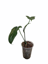 Load image into Gallery viewer, Philodendron Bipennifolium
