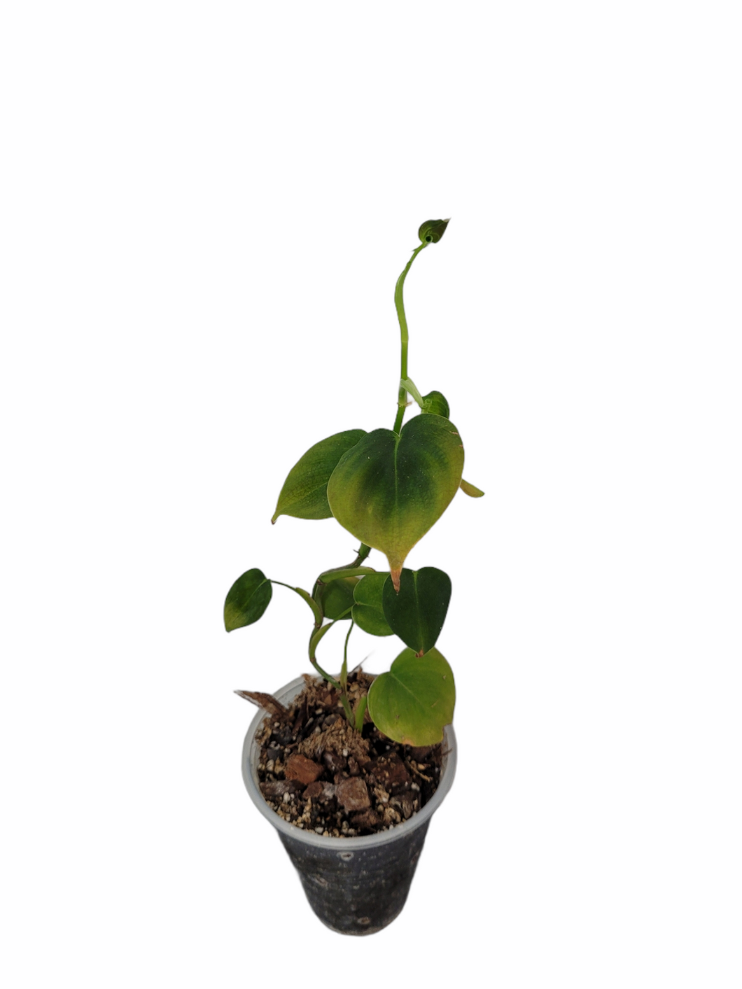 Philodendron Lupinum - AS IS
