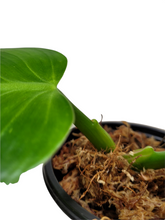 Load image into Gallery viewer, Philodendron White Wizard
