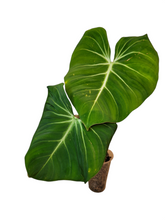 Load image into Gallery viewer, Philodendron Gloriosum
