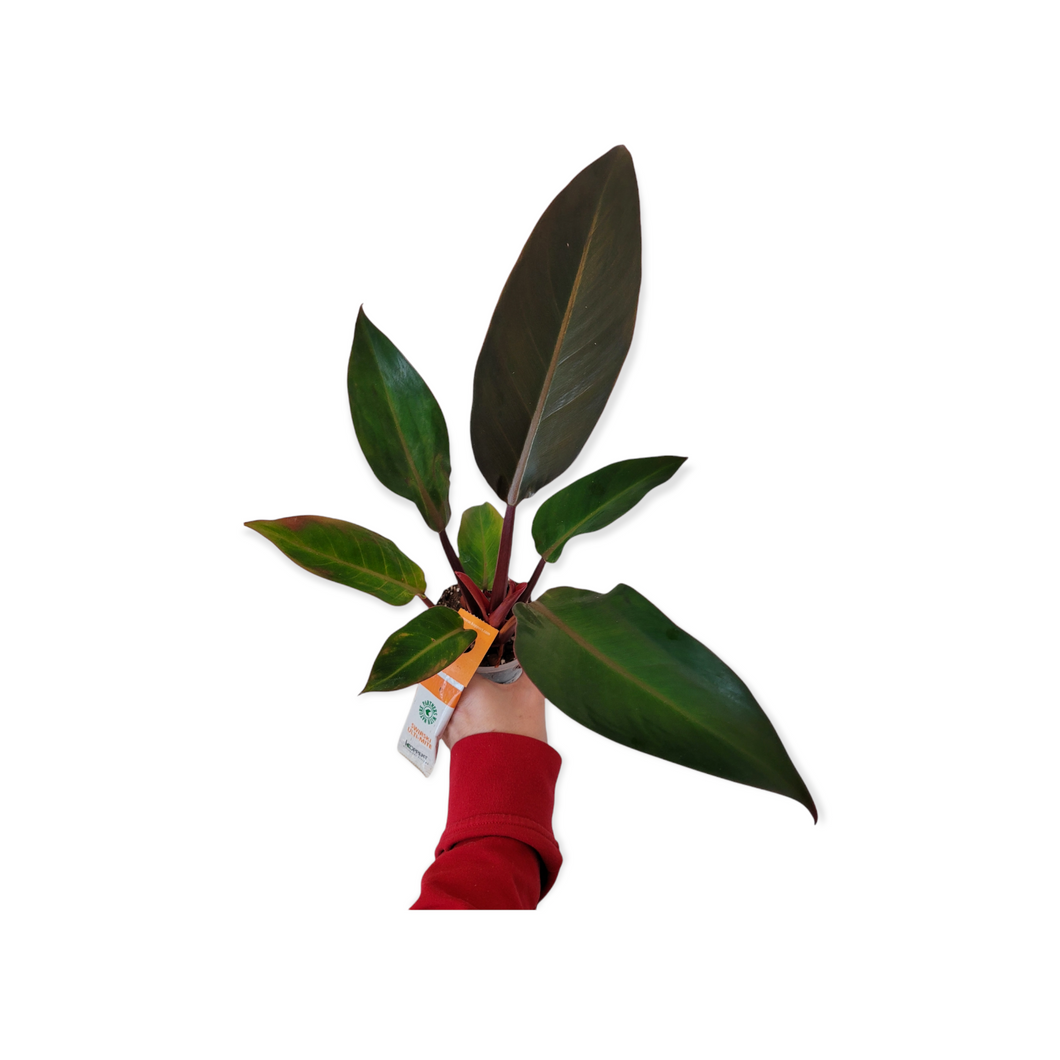 Philodendron Firebird