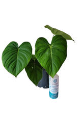 Load image into Gallery viewer, Philodendron Dean McDowell
