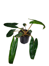 Load image into Gallery viewer, Philodendron Billietaie
