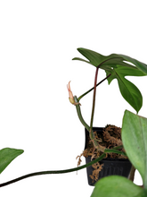 Load image into Gallery viewer, Philodendron Florida Ghost Mint
