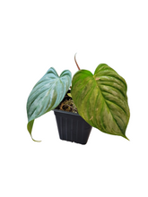 Load image into Gallery viewer, Philodendron Majestic
