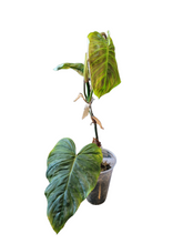 Load image into Gallery viewer, Philodendron Majestic
