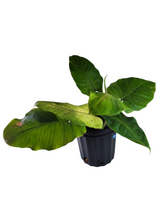 Load image into Gallery viewer, Philodendron Snowdrift
